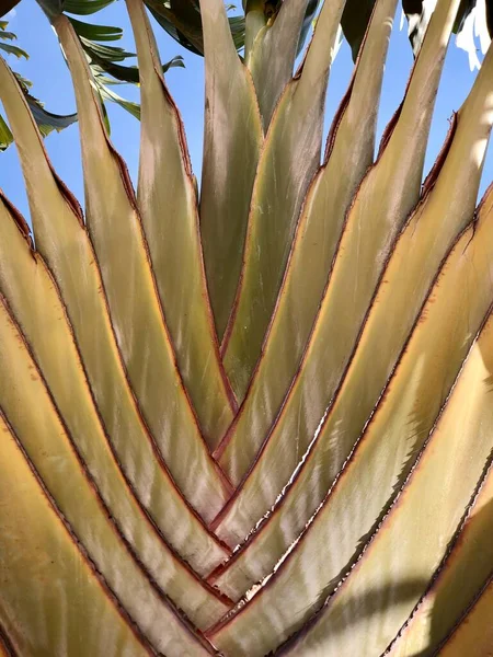 Ravanelle Conhecida Como Árvore Viajante Uma Planta Símbolo Ilha Africana — Fotografia de Stock