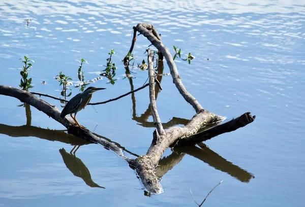 stock image Aquatic birds in the urban environment