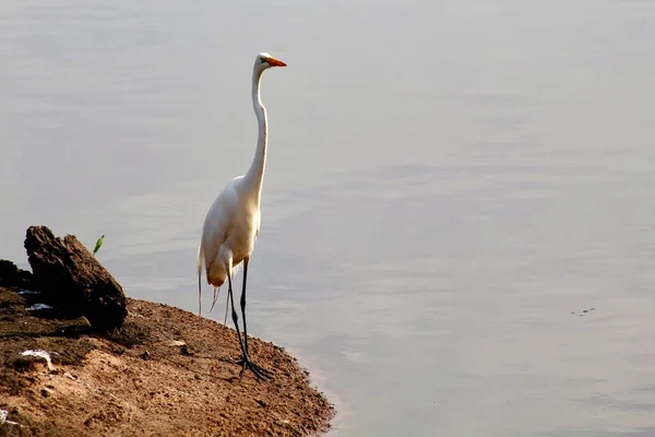 Uccello Acquatico Nell Ambiente Urbano — Foto Stock