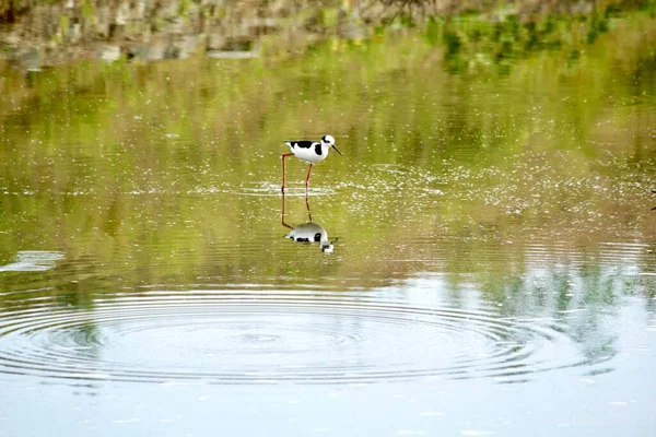 Gli Uccelli Acquatici Nell Ambiente Urbano — Foto Stock