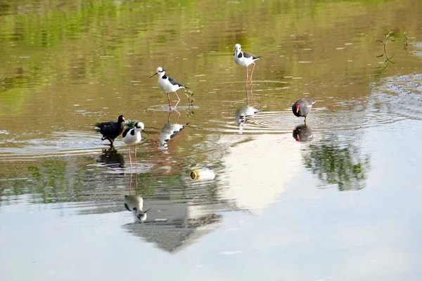 Wasservögel Der Städtischen Umgebung — Stockfoto