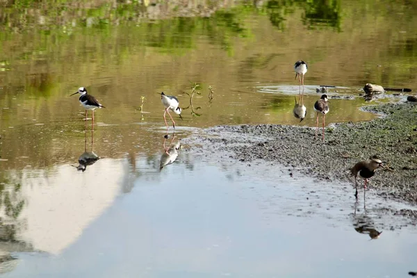 Gli Uccelli Acquatici Nell Ambiente Urbano — Foto Stock