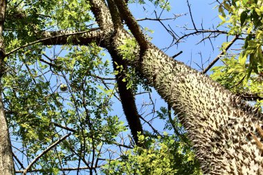 Güney Amerika 'dan Paineira ağacının gövdesi (Ceiba Speciosa). Sapı dikenlerle kaplıdır ve çiçekleri pembedir ve içinde tohumlarla birlikte yastık yapmak için ham madde elde edilir..