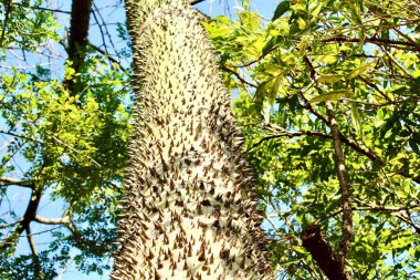 Güney Amerika 'dan Paineira ağacının gövdesi (Ceiba Speciosa). Sapı dikenlerle kaplıdır ve çiçekleri pembedir ve içinde tohumlarla birlikte yastık yapmak için ham madde elde edilir..