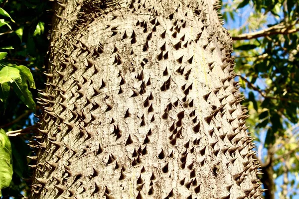 Güney Amerika Dan Paineira Ağacının Gövdesi Ceiba Speciosa Sapı Dikenlerle — Stok fotoğraf