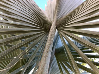 Mavi palmiye ağacının yapraklarına yaklaş, Bismarchia nobilis
