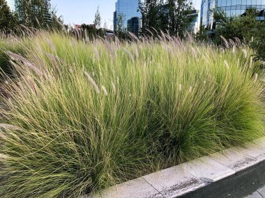 Santiago, Şili 'nin manzaralı bölgesinde Teksas Yeşil Çimeni (Pennisetum setaceum)