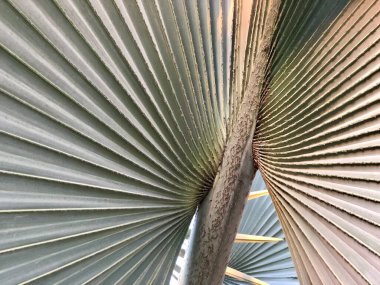 Ağaç yaprağına yakın çekim, mavi palmiye, Bismarchia nobilis