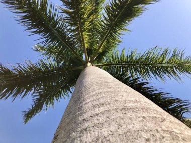 Kraliyet palmiyesi parkı güzelleştirir.