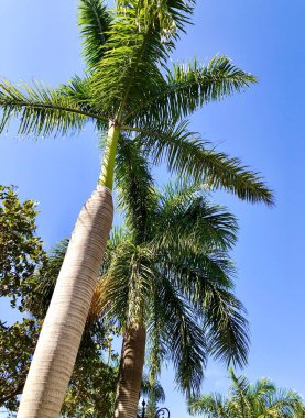 Kraliyet palmiyesi parkı güzelleştirir.