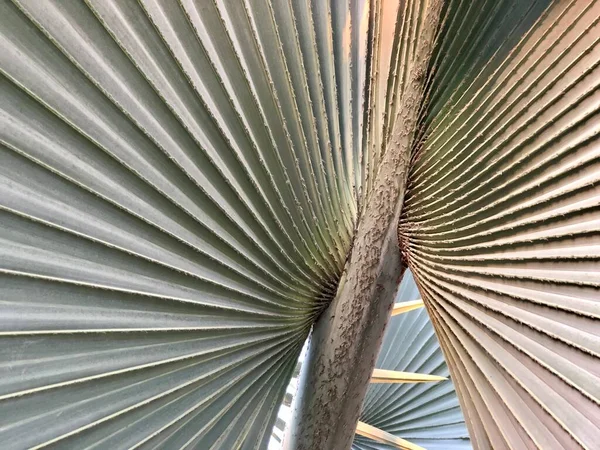 Ağaç yaprağına yakın çekim, mavi palmiye, Bismarchia nobilis