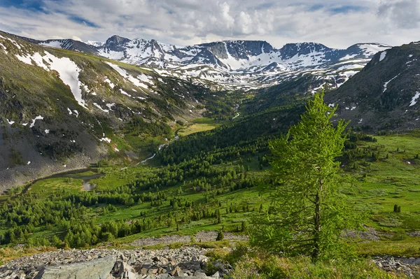 Schöne sommerlandschaft, altaigebirge russland. — Stockfoto