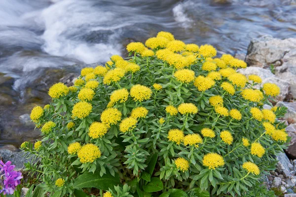 Rhodiola rosea, Altay Dağları.