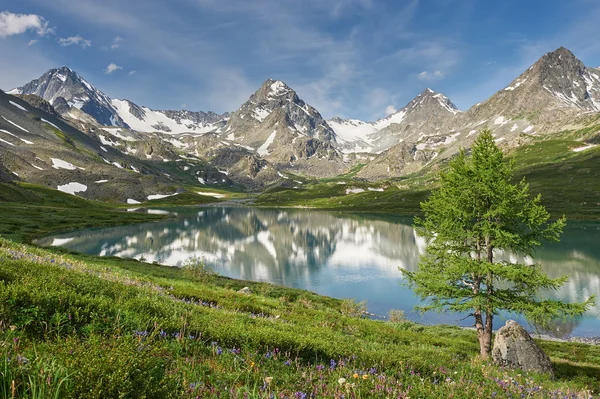 Szép nyári táj, Oroszország Altaj-hegység. — Stock Fotó