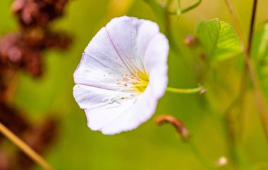 Moskova yakınlarındaki bir ormanda güneşli bir günde güzel çiçekler. Moskova 'nın doğası. 2020.