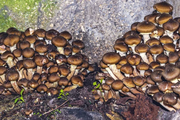 mushrooms Armillaria ostoyae a species in the order Agaricales grow on an old cut trunk of a medlar tree