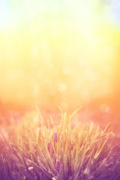 Flores románticas de lavanda a la luz del atardecer. Filtro Instagram . — Foto de Stock