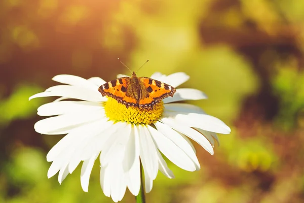 Bella farfalla sulle camomille autunnali. Focus selettivo morbido . — Foto Stock