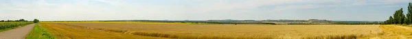 Panorama z pole pšenice Royalty Free Stock Obrázky