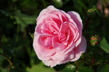 yeşil zemin üzerine gül