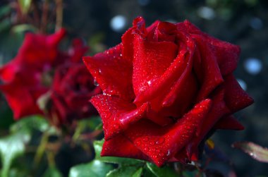 çim zemin üzerine çiy çiçek