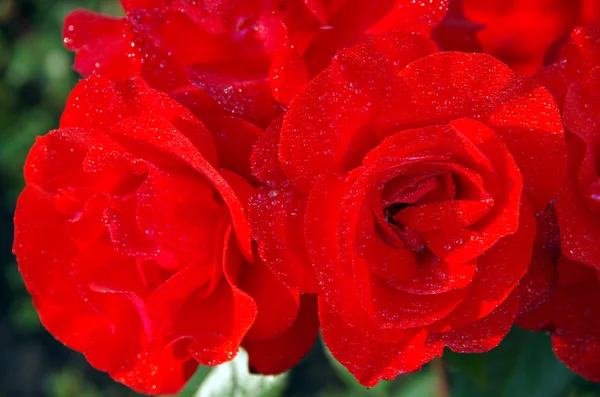 Flowers with dew on the grass background — Stock Photo, Image