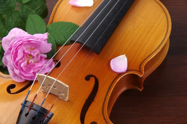 Fiore rosa e violino — Foto Stock