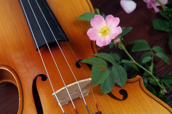 Lyserød blomst og violin - Stock-foto