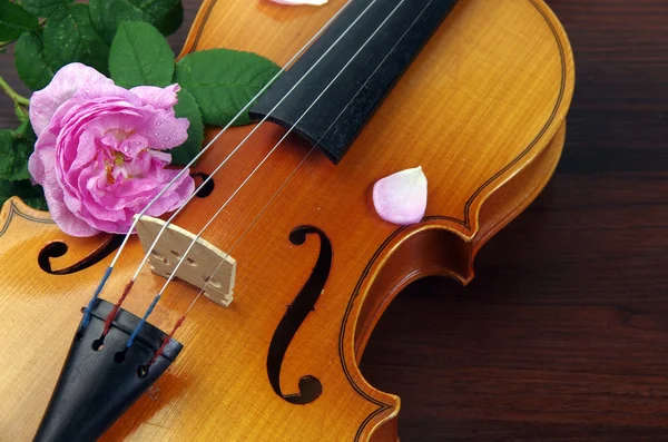 Violino e fiore rosa — Foto Stock