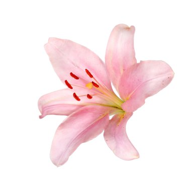 Beyaz arkaplanda izole edilmiş pembe zambak çiçeği