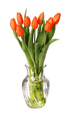 Beyaz arka plan üzerinde izole kırmızı lale çiçek.