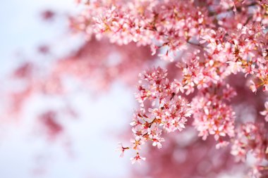 bahar zamanı, sakura kiraz çiçeği