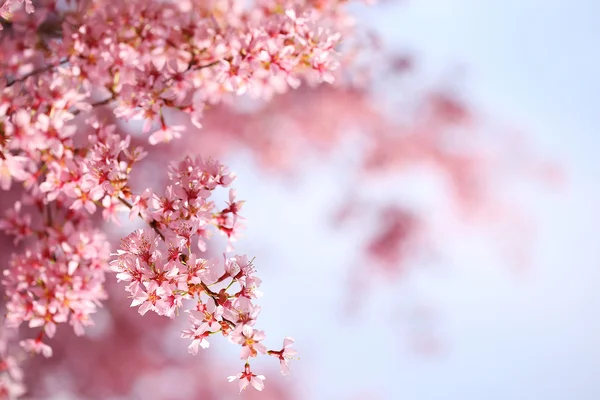 bahar zamanı, sakura kiraz çiçeği