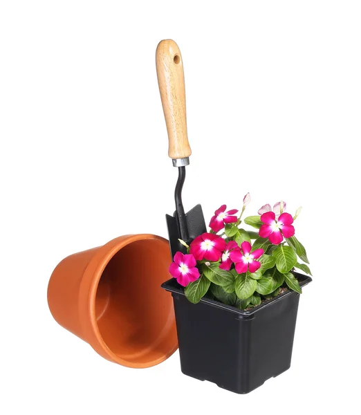 Tuingereedschap en bloemen met pot geïsoleerd op witte achtergrond — Stockfoto