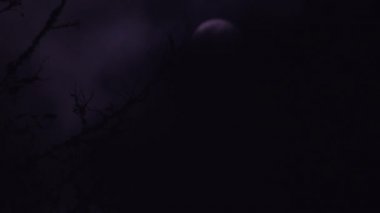 Mor ay, bulutlar siluetli ağaçların arkasından geçerken ortaya çıkar..