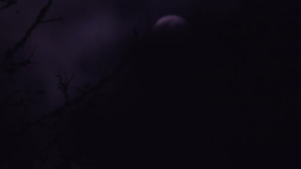 Paarse Maan Verschijnt Als Wolken Passeren Achter Silhouetted Bomen Nachts — Stockvideo