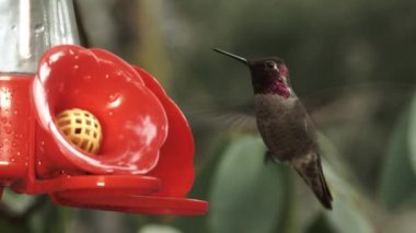 Güzel mor renkli sinekkuşuna yaklaş kuş yemliğinin etrafında süzülüyor.