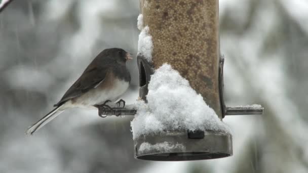 Small Little Chickadee Takes Snowy Bird Feeder Cold Winter Day — Stock Video