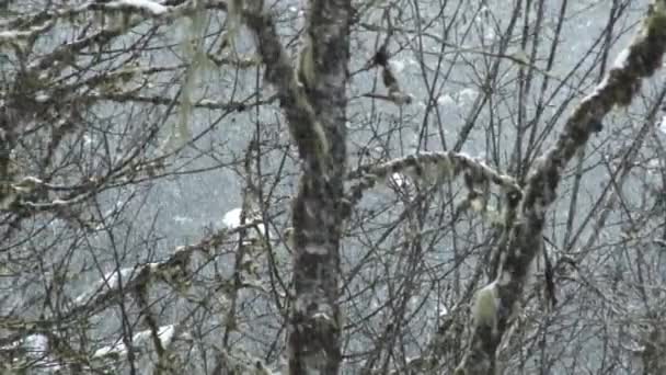Winter Snow Falling Slowly Dense Forest Camera Panning Shot — Stock Video