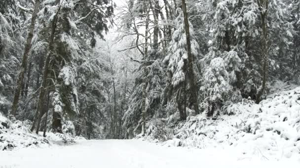 Två Personer Går Tillsammans Genom Ett Vinterunderland Vacker Skogsväg — Stockvideo