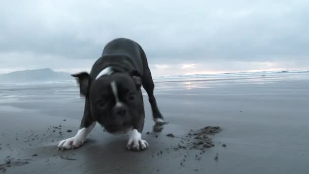 Energetic Poco Boston Terrier Jugando Ladrando Cámara Playa — Vídeo de stock