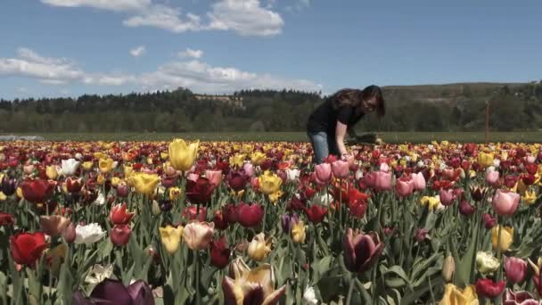 Frau Geht Durch Ein Blühendes Feld Bunter Tulpen Und Pflückt — Stockvideo