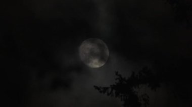 Dolunay döngüsü gece fırtına bulutları arasında belirip kayboluyor ve orman ağaçları ön planda..