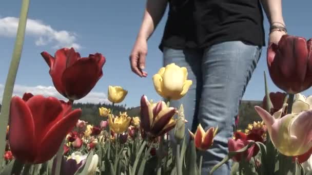 女人戴着护目镜在花园散步 闻到郁金香的味道 — 图库视频影像