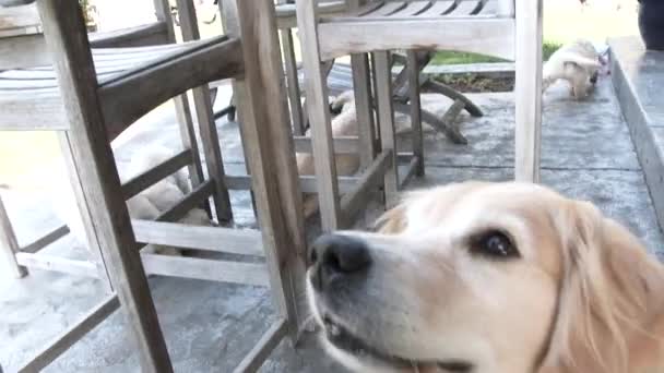 当她可爱的小狗在院子里跑来跑去时 有趣的金发碧眼的小猎犬一边咬牙切齿一边求爱 — 图库视频影像