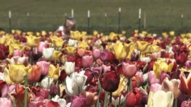 Bahar elbisesi içinde tanınmayan küçük bir kız çiçek bahçesinde yürüyor ve taze toplanmış lalelerinin kokusunu alıyor..