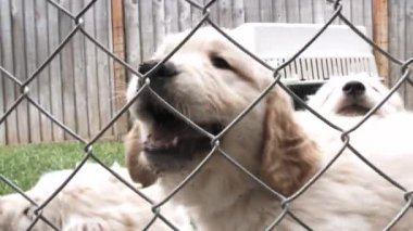 Tatlı golden retriever yavruları arka bahçede poz verip sert oynuyorlar, ağır çekimde..