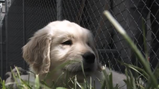 Cute Little Golden Retriever Wisi Podwórku Trawy Innymi Szczeniakami — Wideo stockowe