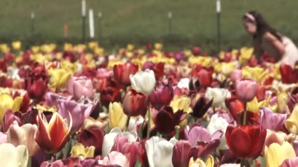 Due Bambine Camminano Attraverso Giardino Fiorito Raccogliendo Tulipani Abiti Primaverili — Video Stock