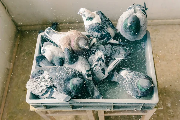 一群回家的鸽子在家里的阁楼里一起在一个有水的盘子里洗澡 俯瞰全景 — 图库照片